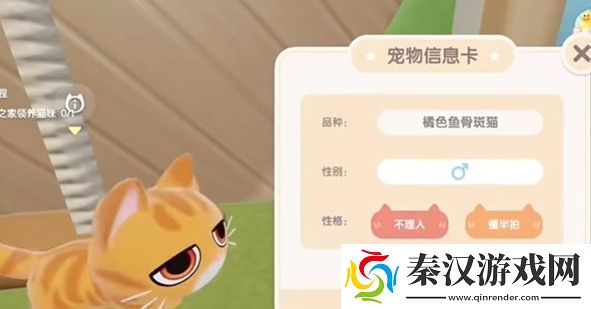 心动小镇怎么养猫